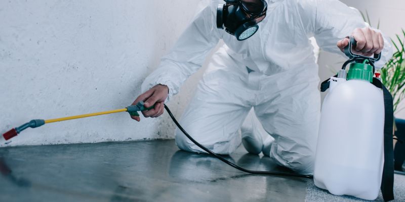 Como é Feita a Dedetização de Baratas em Cotia: Conheça 6 Métodos Como é feita a dedetização de baratas em Cotia